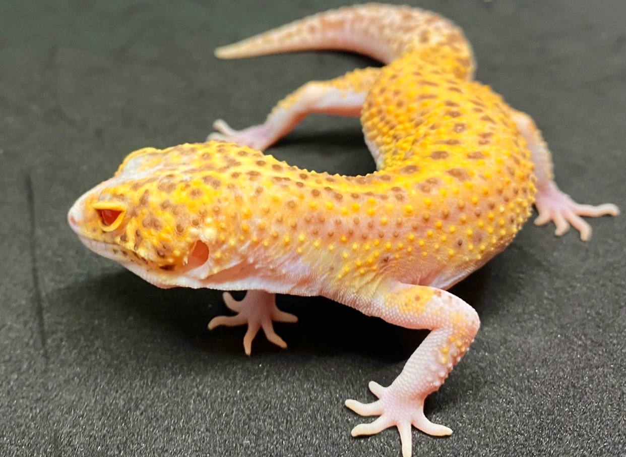 Möllner Leopardgeckos | Sunfire Radar Pied