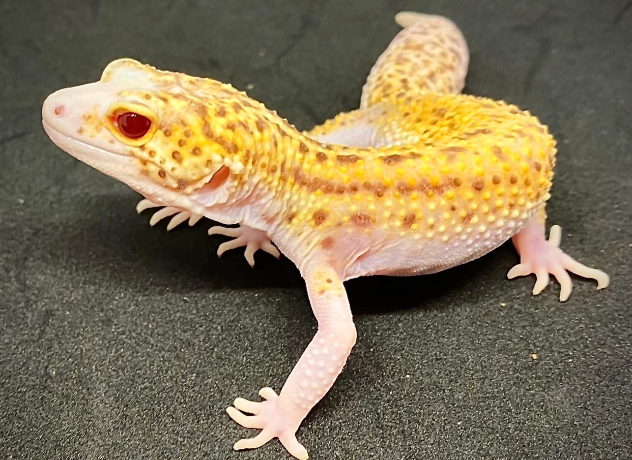 Möllner Leopardgeckos | Sunfire Radar Pied (Regenerat)
