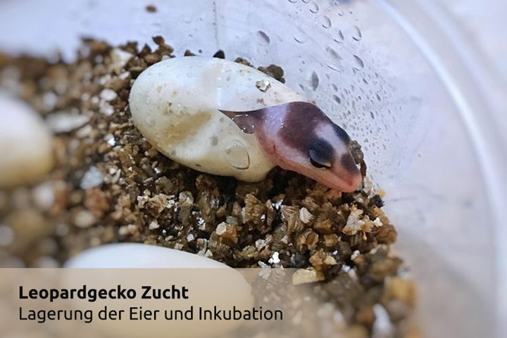 Lagerung der Leopardgecko Eier und deren Inkubation