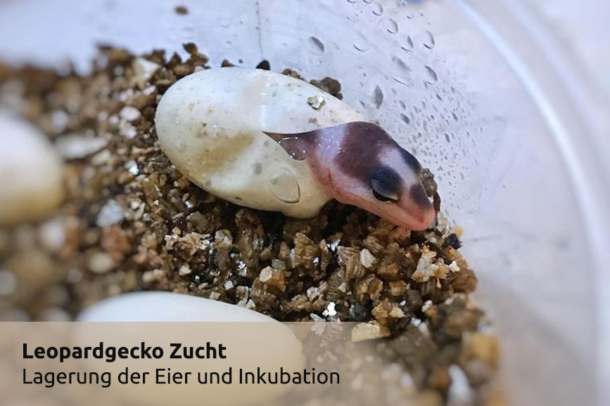Lagerung der Leopardgecko Eier und deren Inkubation