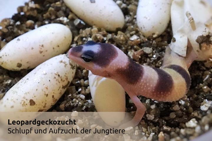 Leopardgeckozucht - Schlupf und Aufzucht der Jungtiere