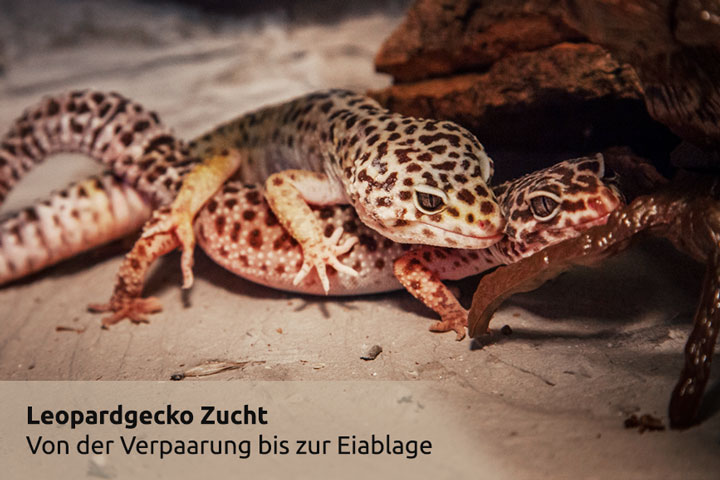 Leopardgeckozucht - von der Verpaarung bis zur Eiablage