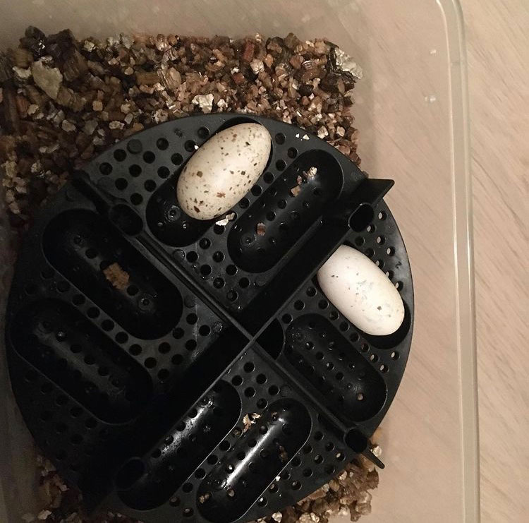 Möllner Leopardgeckos | Leopardgecko Eier