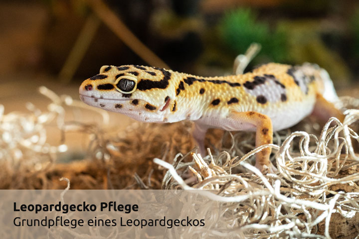 Das Terrarium - Der richtige Bodengrund für Leopardgeckos Das Terrarium - Der richtige Bodengrund für Leopardgeckos