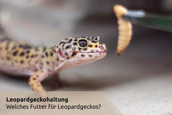 Welches Futter ist das Richtige für deinen Leopardgecko?