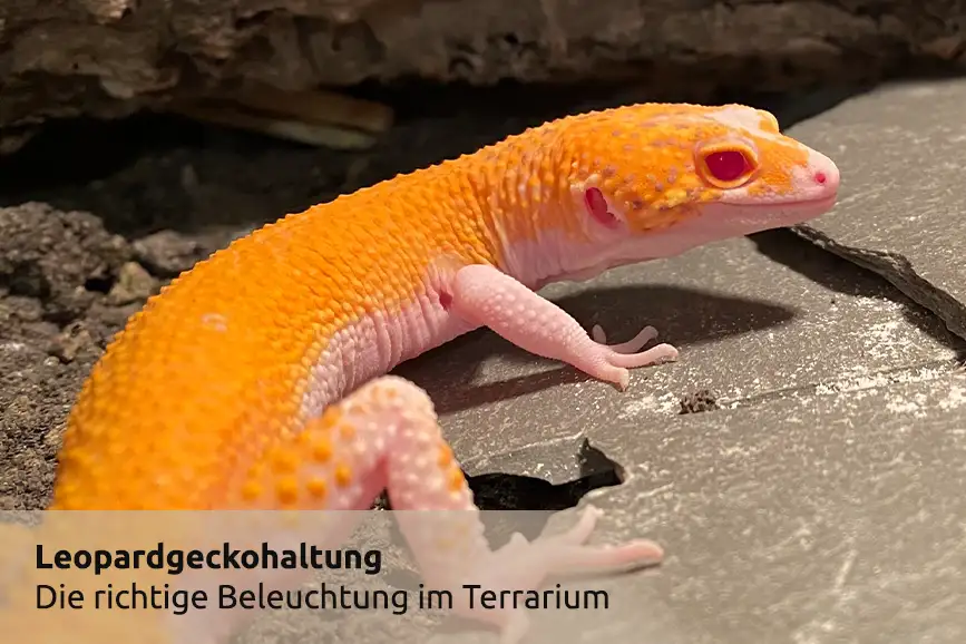 Das Terrarium - Die richtige Beleuchtung für euren Leopardgecko