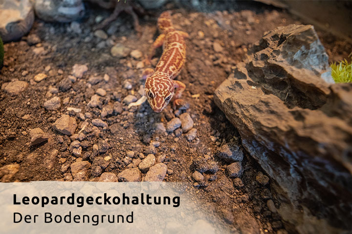 Die Wahl des richtigen Terrarienboden ist äußerst wichtig für die Gesundheit von Leopardgeckos. Ich erzähle euch, worauf Ihr achten solltet.