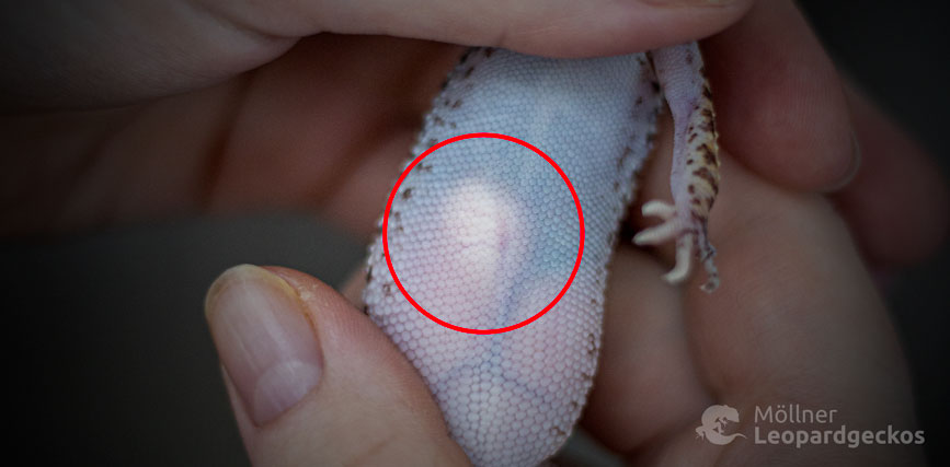 Ovulation bei Leopardgecko Weibchen